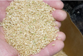 有機米は玄米で食べる